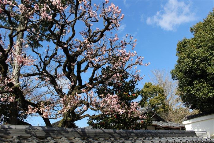41大乗院の梅と椿