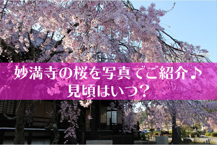 妙満寺の桜タイトル
