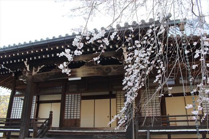 9大書院と桜