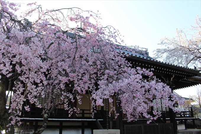 1妙満寺のしだれ桜