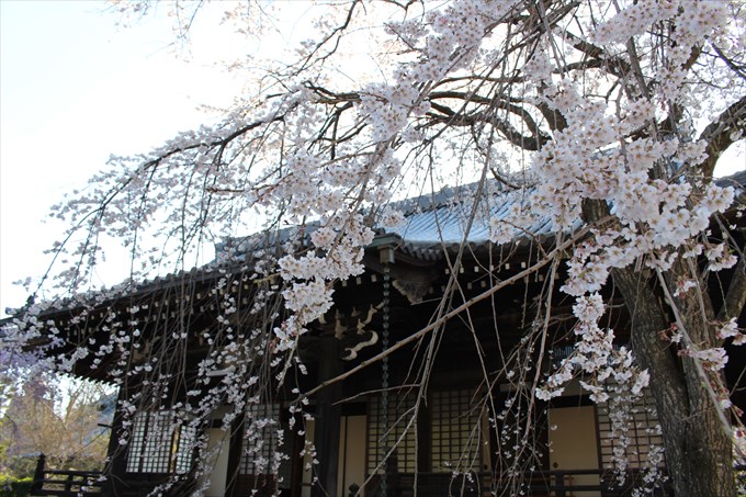 8大書院と桜