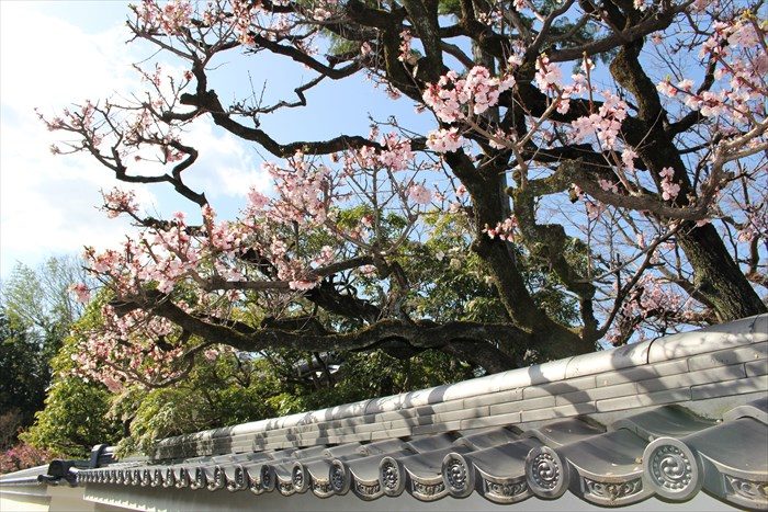 40大乗院の屋根と梅
