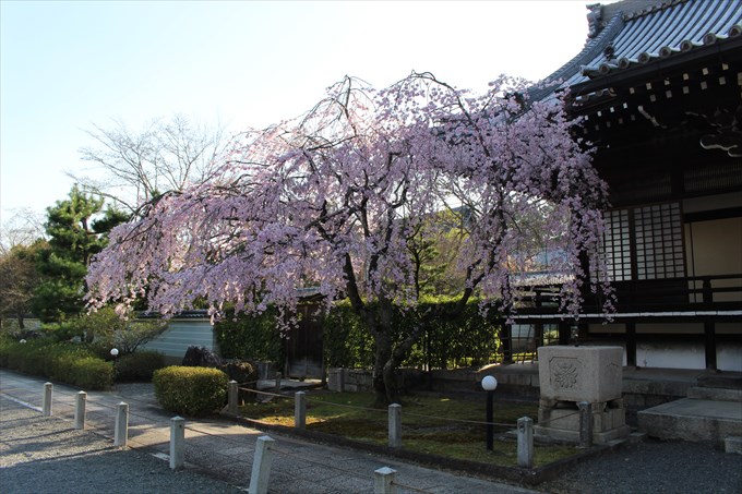 5大書院前のしだれ桜