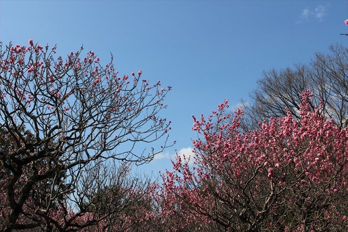 25梅と青空