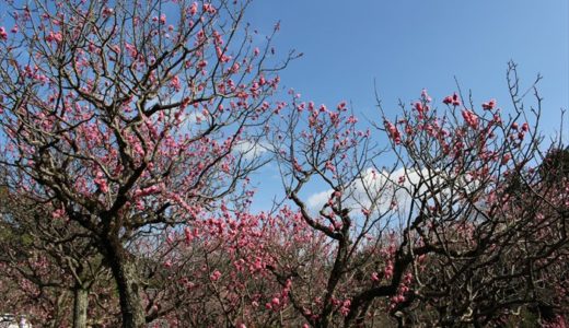 随心院の梅！満開の見頃はいつ？梅林を写真でご紹介♪
