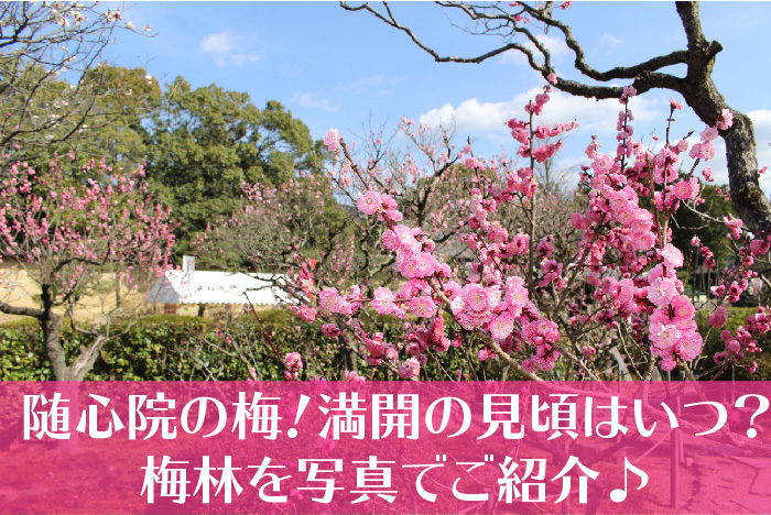 随心院の梅 満開の見頃はいつ 梅林を写真でご紹介 京都をぶらり お寺 神社 御朱印のブログ