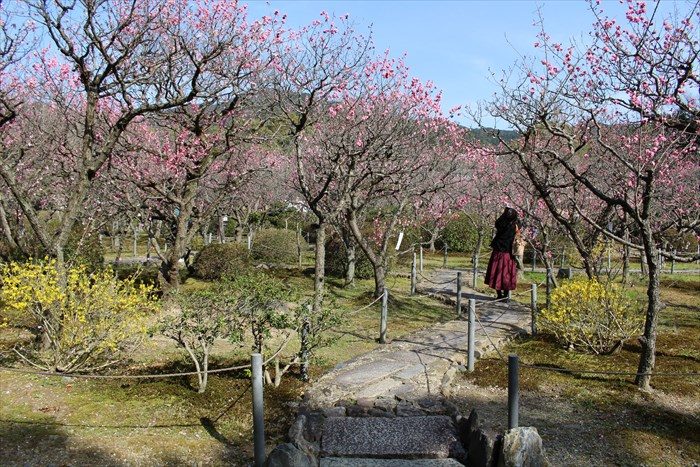 16随心院の梅林