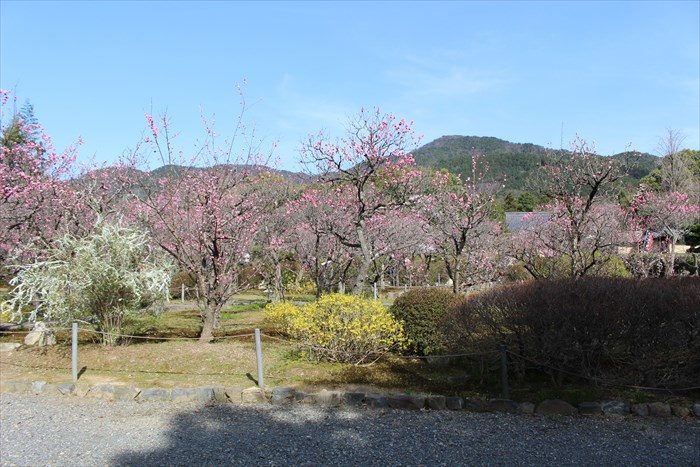 34随心院の梅林の見頃