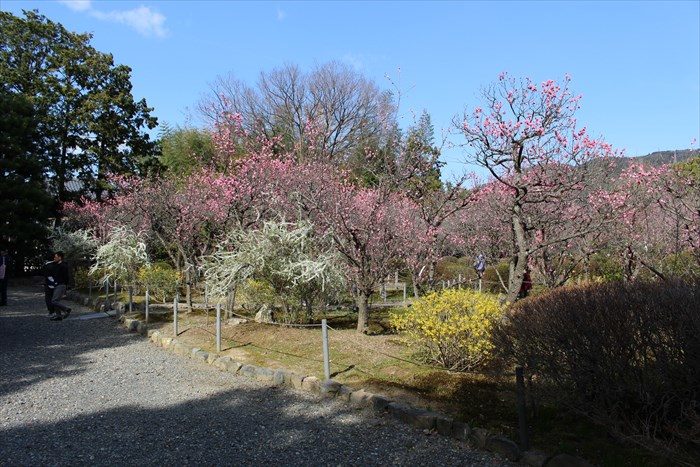 15梅園の南側