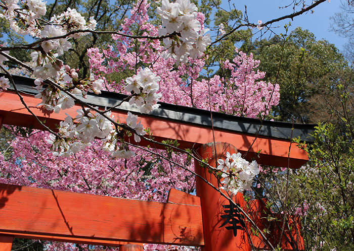 36稲荷社の鳥居と桜
