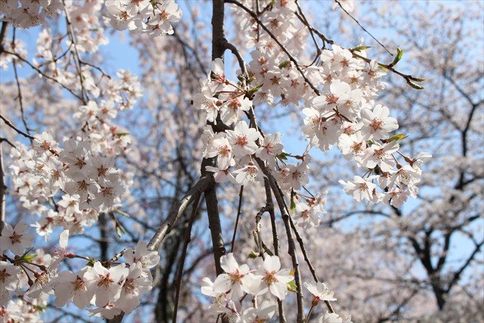 55平野神社の桜アップ