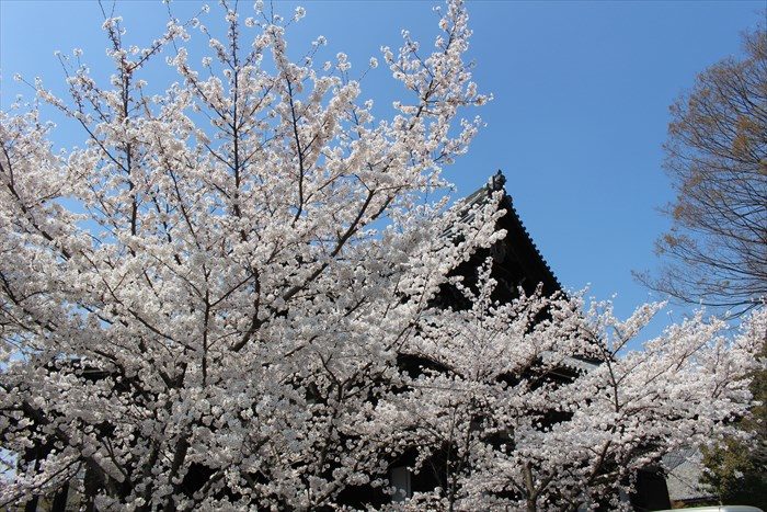 33本堂の屋根と桜