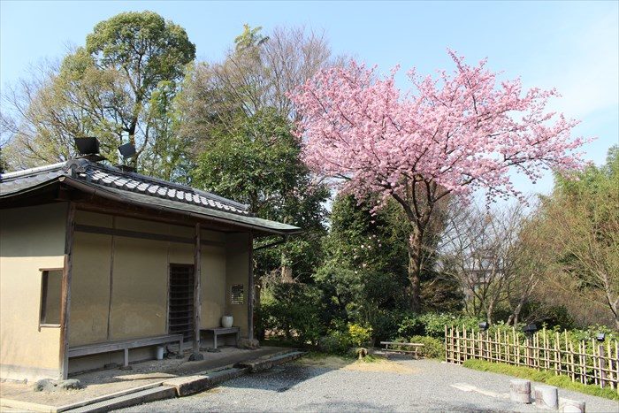 3休憩所と桜