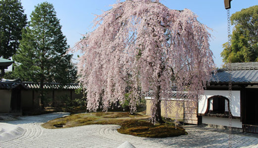 高台寺の桜！見ごろはいつ？写真でご紹介♪