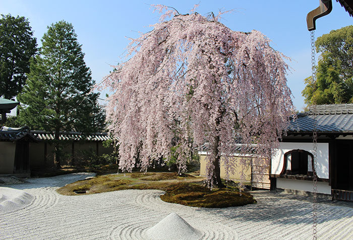 11高台寺の桜と窓