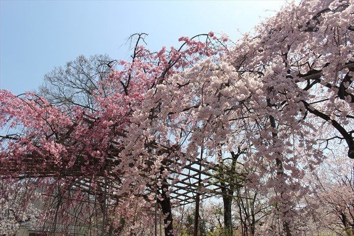 8鳥居横の枝垂れ桜2