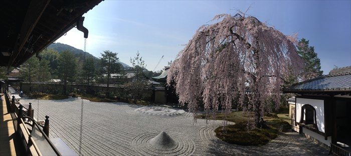 10高台寺の方丈前庭のしだれ桜パノラマ