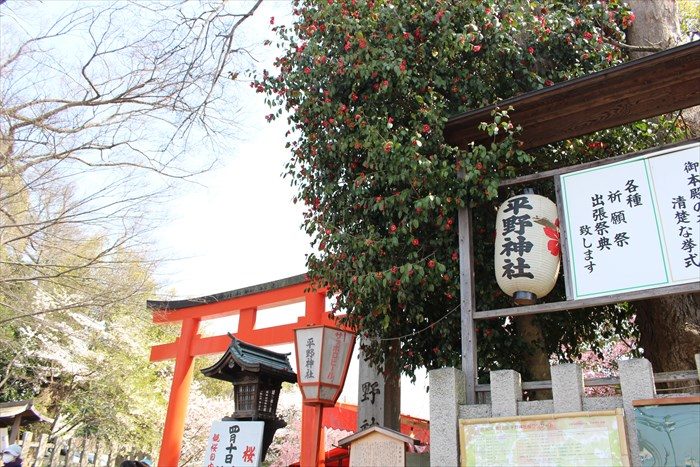 62西鳥居と椿