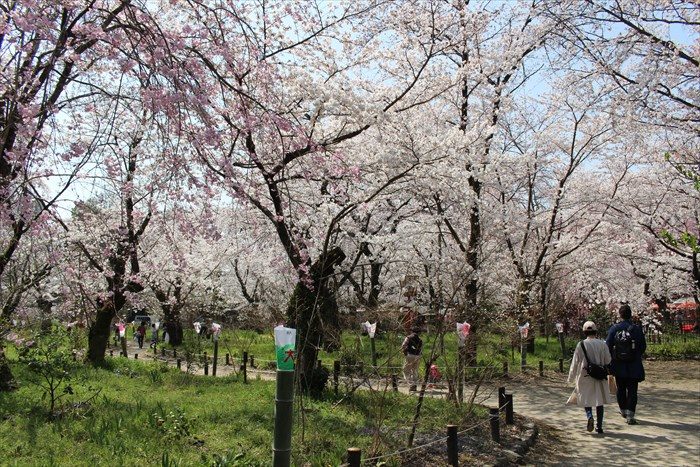41桜苑入ったところ
