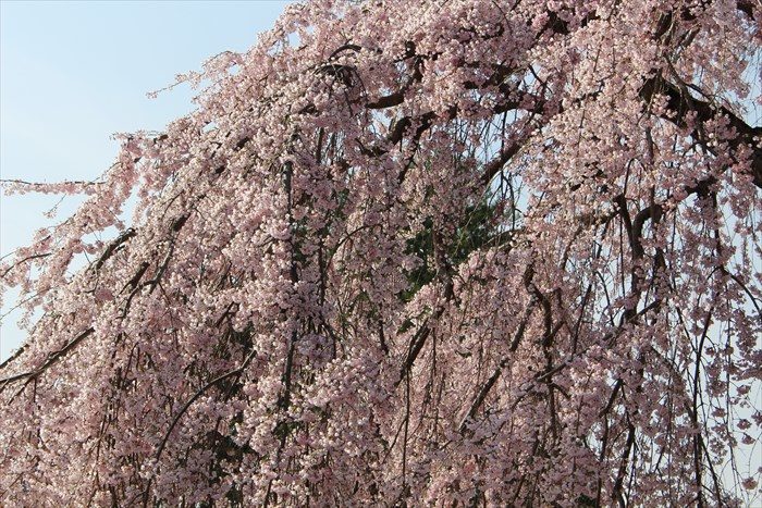 19しだれ桜アップ