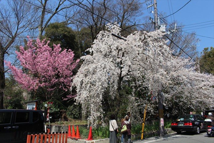 4平野神社の前の道の桜
