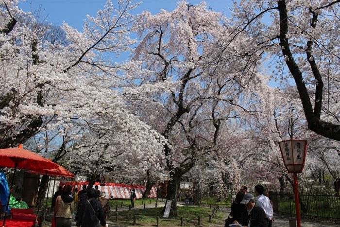 52平野神社の桜