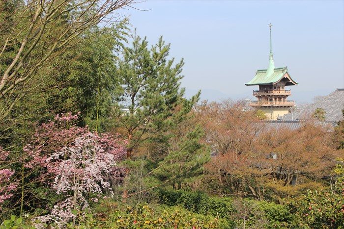 7大雲院の祇園閣と桜