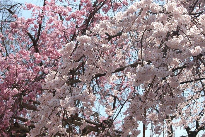 8鳥居横の枝垂れ桜アップ