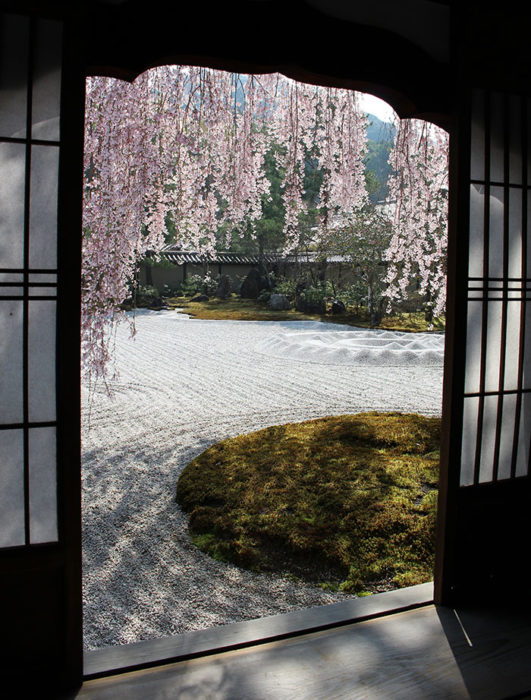 42高台寺の桜の見頃