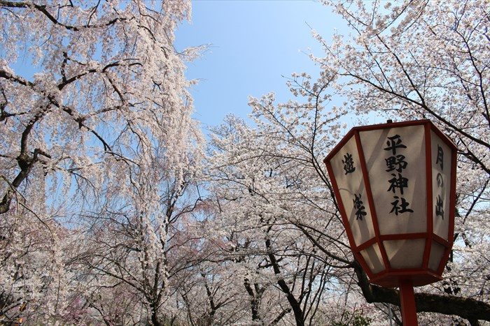 54平野神社のライトと桜