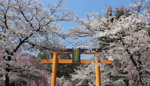 平野神社の桜！見頃はいつ？御朱印も頂きました♪