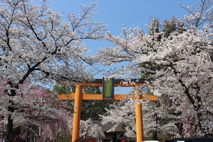 6平野神社の鳥居と満開の桜