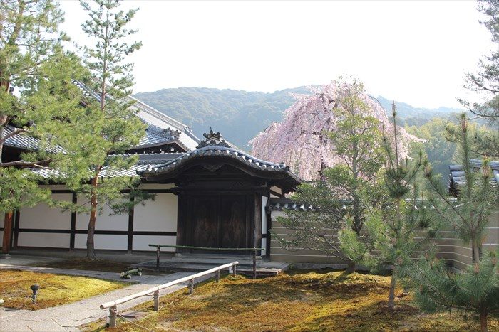 2唐門と枝垂れ桜