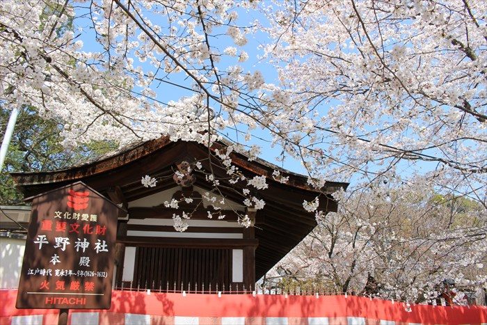 51神門の横の塀と桜