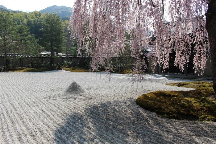 16高台寺の方丈前庭としだれ桜