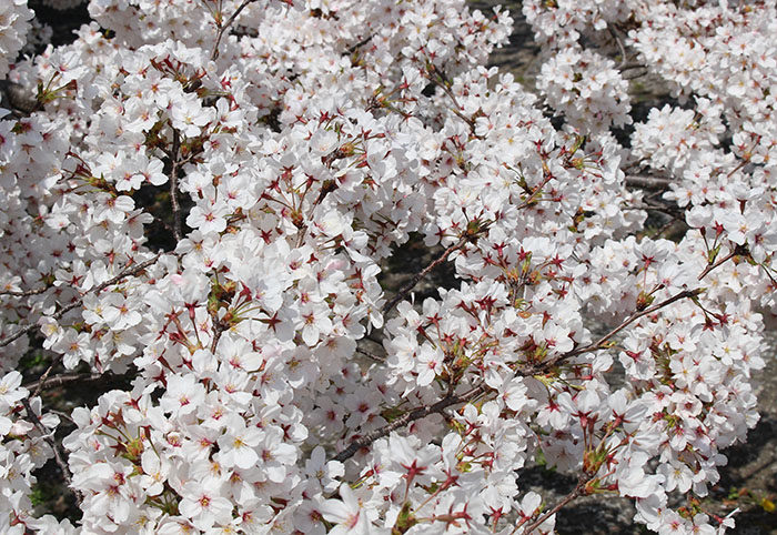 21立本寺桜のアップ