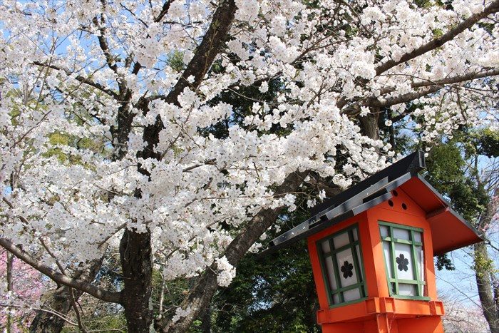 76平野神社の桜