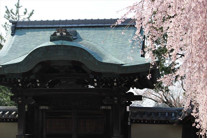 22勅使門アップと桜
