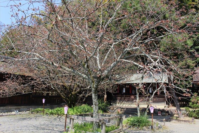 25平野神社の衣笠