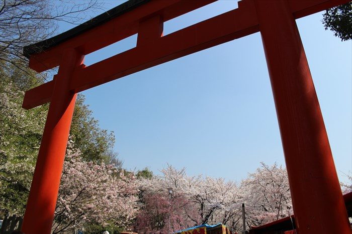 60平野神社の西鳥居と桜