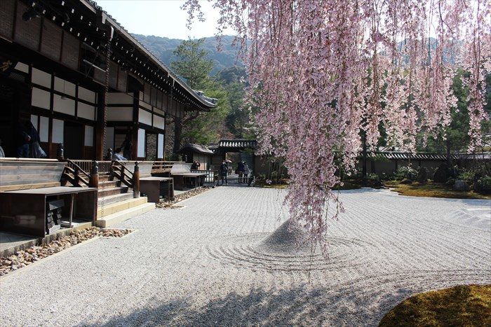 15方丈と桜