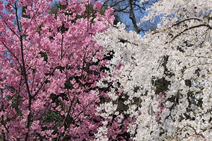 5平野神社前の2色の桜