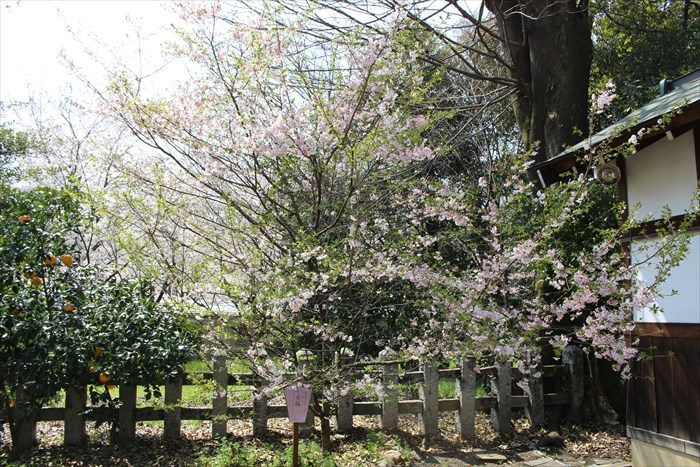 29十月桜