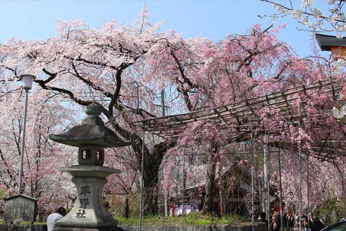 8鳥居横の枝垂れ桜