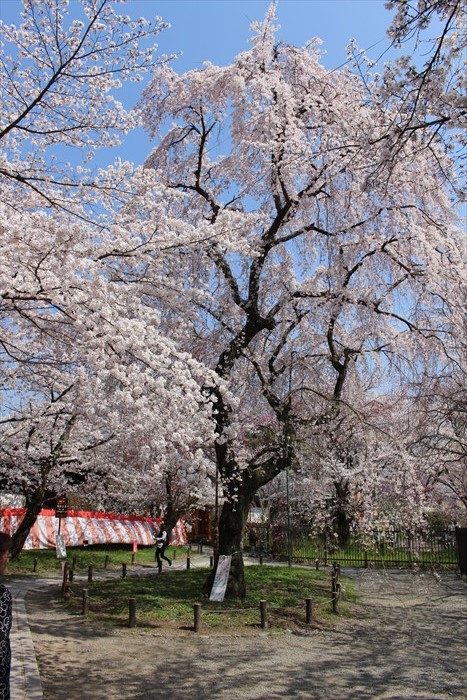 平野神社の桜 見頃はいつ 御朱印も頂きました 京都をぶらり お寺 神社 御朱印のブログ