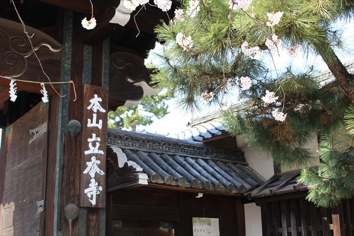 3立本寺正門看板と松