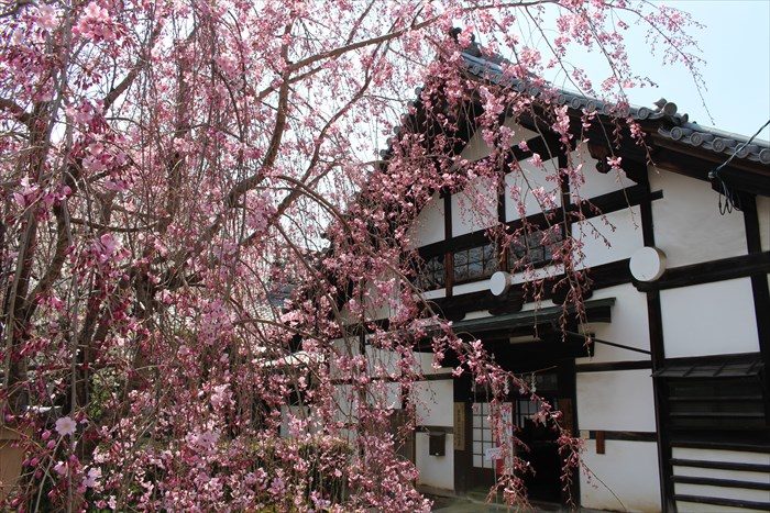37方丈の寺務所としだれ桜