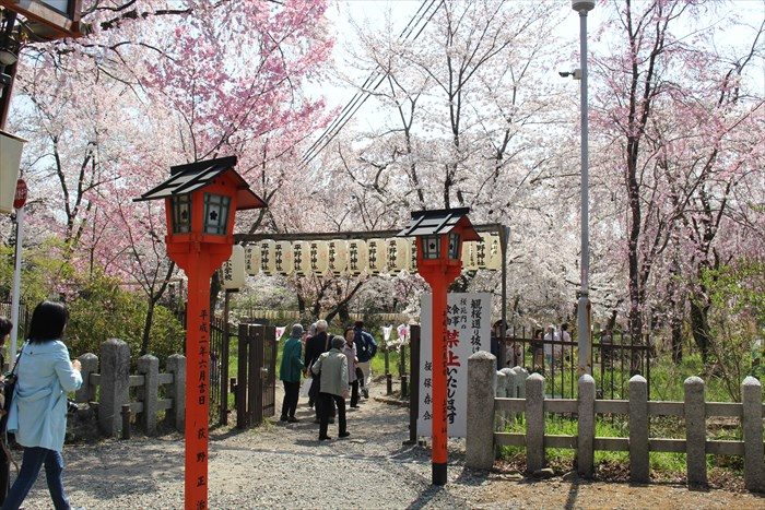 10平野神社桜苑入り口