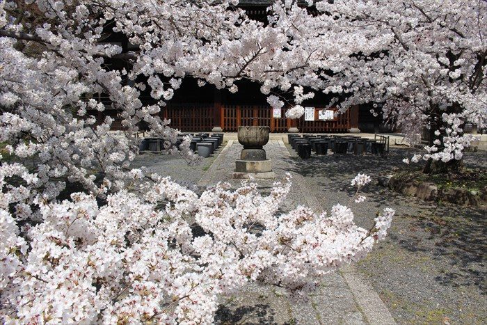 52立本寺桜が満開