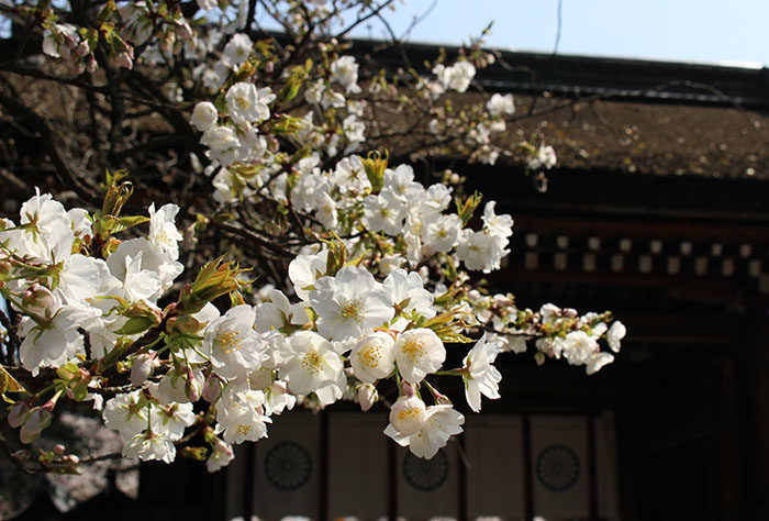 32神門と桜(内側から)